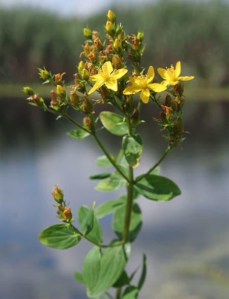 Tiib-naistepuna, Hypericum tetrapterum